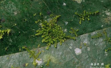 Leptolejeunea elliptica (Lehm. & Lindenb.) Schiffn. 尖葉薄鱗蘚