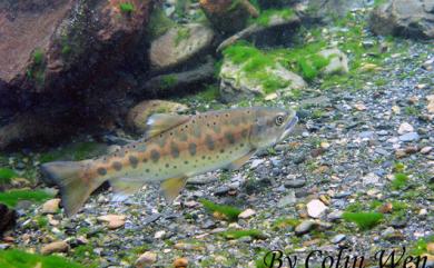 Oncorhynchus masou formosanus (Jordan & Oshima, 1919) 臺灣櫻花鉤吻鮭