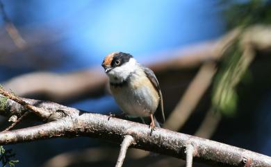 Aegithalos concinnus (Gould, 1855) 紅頭山雀