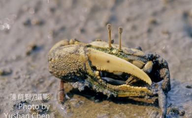 Gelasimus borealis (Crane, 1975) 北方丑招潮蟹