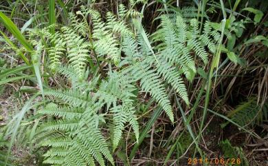 Pteridium aquilinum subsp. japonicum (Nakai) Á.Löve & D.Löve 蕨