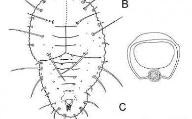 Pealius longispinus Takahashi, 1932 長刺皮粉蝨