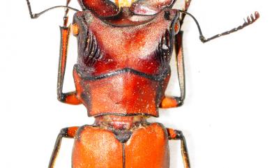 Cyclommatinus scutellaris (Möllenkamp, 1912) 細身赤鍬形蟲