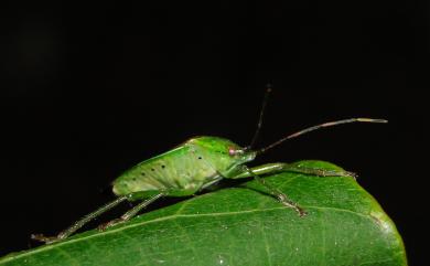 Neojurtina typica Distant, 1921 秀椿象