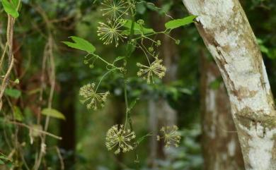 Smilax riparia A.DC. 大武牛尾菜