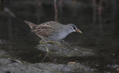 Amaurornis cinerea (Vieillot, 1819) 白眉秧雞