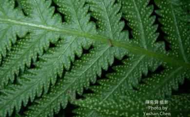 Phegopteris decursivepinnata (H.C.Hall) Fée 短柄卵果蕨