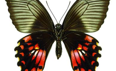 Papilio polytes polytes Linnaeus, 1758 玉帶鳳蝶