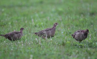 Phasianus colchicus formosanus 環頸雉