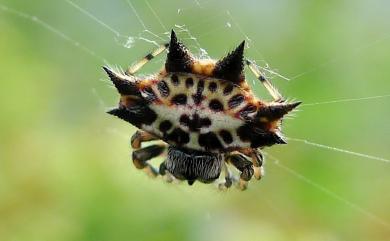 Gasteracantha kuhli C. L. Koch, 1837 古氏棘蛛