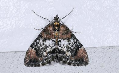 Dysstroma calamistrata scalata (Bastelberger, 1911)