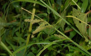 Carex alopecuroides 川上氏薹