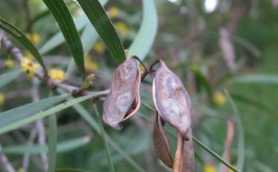 Acacia confusa Merr. 相思樹