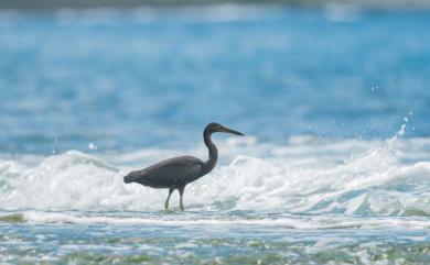 Egretta sacra (J. F. Gmelin, 1789) 岩鷺