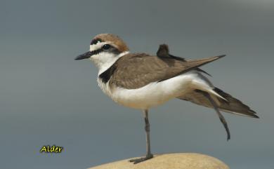 Charadrius dealbatus Swinhoe, 1870 白臉鴴