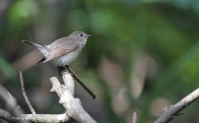 Ficedula parva (Bechstein, 1792) 紅胸鶲