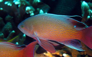 Pseudanthias bicolor (Randall, 1979) 雙色擬花鮨