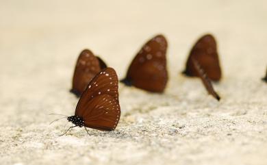 Euploea eunice hobsoni (Butler, 1877) 圓翅紫斑蝶