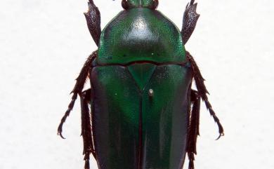 Anomalocera olivacea insularis (Moser, 1910) 細腳騷金龜