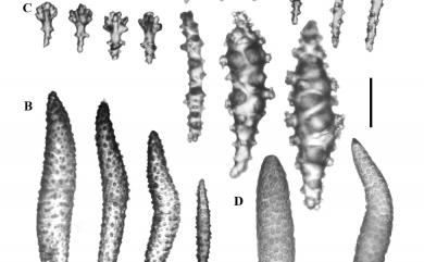 Sinularia densa (Whitelegge, 1897) 密集指形軟珊瑚