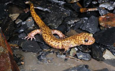 Hynobius glacialis Lai & Lue, 2008 南湖山椒魚