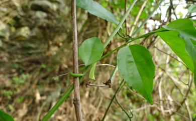 Ventilago leiocarpa 光果翼核木