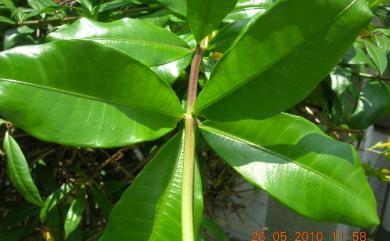 Allamanda cathartica L. 軟枝黃蟬