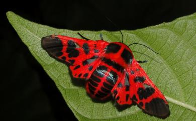 Glanycus insolitus Walker, 1855 紅蟬窗蛾