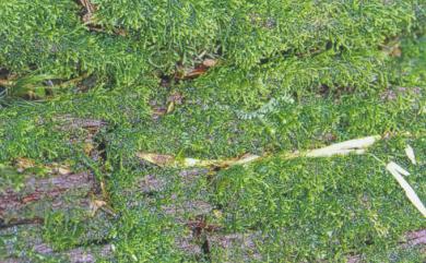 Lepidozia reptans (L.) Dumort. 指葉蘚