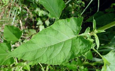 Saussurea deltoidea (DC.) Sch. Bip. 臺灣青木香