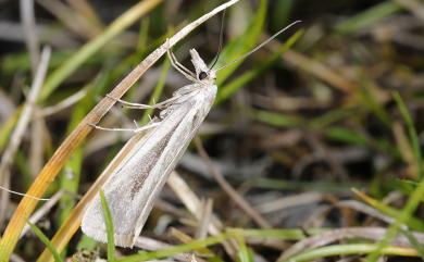 Crambus niitakaensis Marumo, 1936 新高山草螟蛾