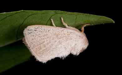 Rhamnosa uniformis Swinhoe, 1895 灰齒刺蛾