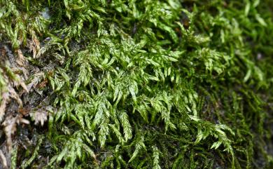 Entodon macropodus (Hedw.) C. Muell., 1845 狹葉絹苔