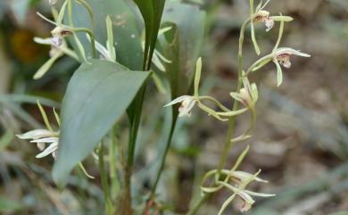 Cymbidium lancifolium var. aspidistrifolium 綠花竹柏蘭