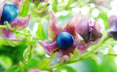 Clerodendrum trichotomum Thunb. 海州常山