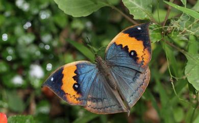 Kallima inachus formosana Fruhstorfer, 1913 枯葉蝶