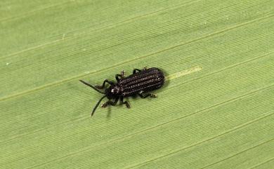 Agonita unicolor (Chujo, 1933) 黑脈翅鐵甲蟲