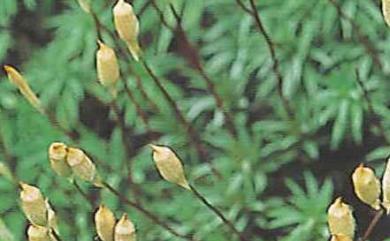 Pogonatum japonicum Sull. & Lesq. 日本小金髮苔