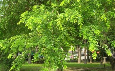 Haematoxylum campechianum L. 墨水樹