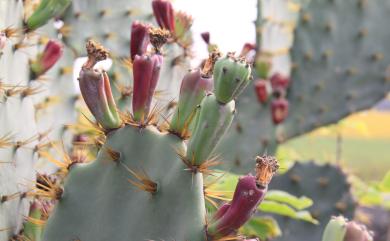 Opuntia dillenii (Ker Gawl.) Haw. 仙人掌