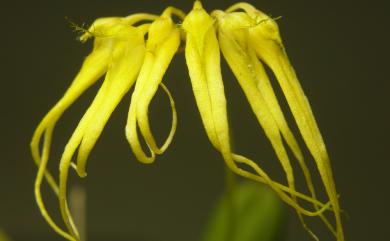 Bulbophyllum flaviflorum 黃花捲瓣蘭