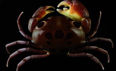 Carpilius maculatus (Linnaeus, 1758) 紅斑瓢蟹