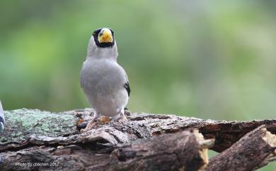 Eophona personata personata 桑鳲