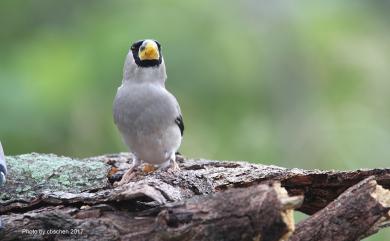 Eophona personata personata (Temminck & Schlegel, 1848) 桑鳲(中國亞種)