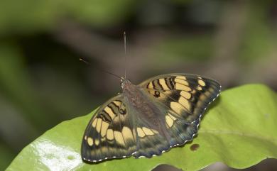 Euthalia kosempona Fruhstorfer, 1908 連珠翠蛺蝶