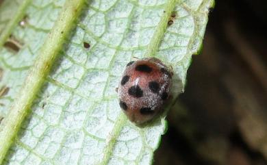 Epilachna maculicollis (Sicard, 1912) 苧麻十星瓢蟲