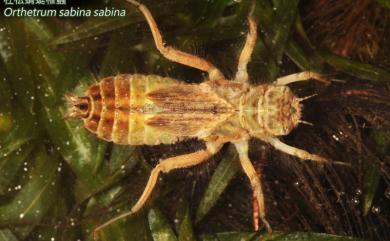 Orthetrum sabina sabina (Drury, 1770) 杜松蜻蜓