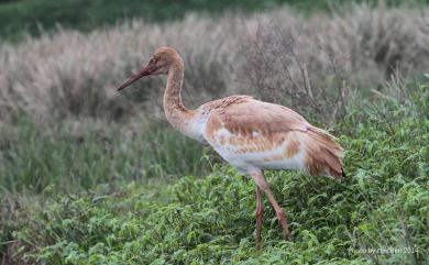 Leucogeranus leucogeranus (Pallas, 1773) 白鶴