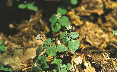 Circaea alpina subsp. imaicola 高山露珠草