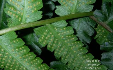 Cyclosorus truncatus (Poir.) Farw. 稀毛蕨